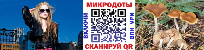 Галлюциногенные грибы Psilocybine cubensis  Белово 